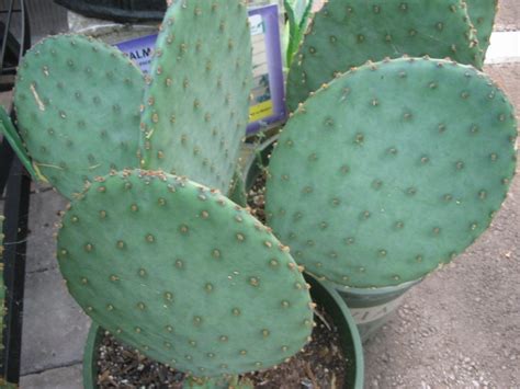 For the santa rita variety of prickly pear cactus, it¿s not about the fruit but rather the ornamental appeal. 日記: (71) Blue