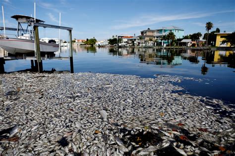 Red Tide In Floridas Tampa Bay Leaves Dead Fish Along Coastline