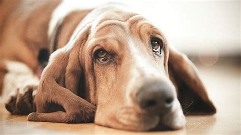 ¿los Perros Pueden Llorar ¿qué Significan Las Lágrimas De Perro