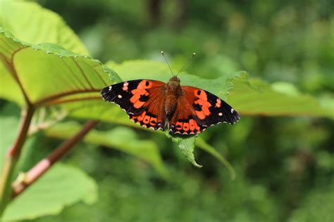Division of Forestry and Wildlife | Kamehameha Butterflies Return to O 