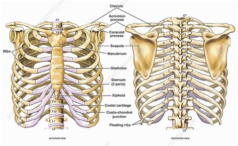 Illustration Of Thoracic Skeletal Anatomy Stock Image C0056973