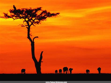 Add a glow around the 3d photo cube. Fond d'écran | Safari photo