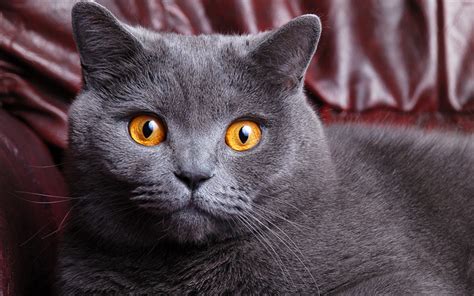 Download Wallpapers British Shorthair Cat 4k Gray Big Cat Pets