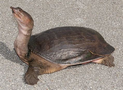 What Do Softshell Turtles Eat