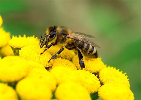 L’abeille L’insecte Pollinisateur Indispensable à La Vie