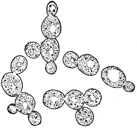 Yeast Cells Clipart Etc