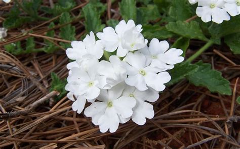 White Hail Hardy Verbena 1 5 Pot Annual Bedding Perennial