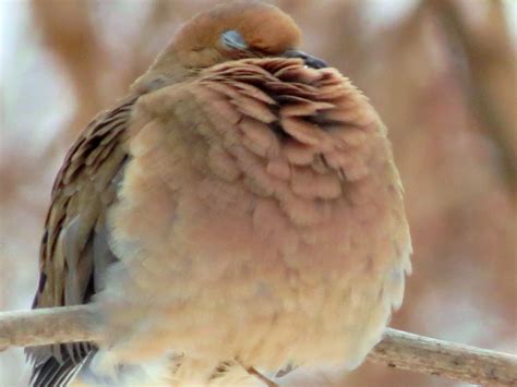 Hibernating Fat Bird Fat Bird Keep Warm Nature Art Symmetry