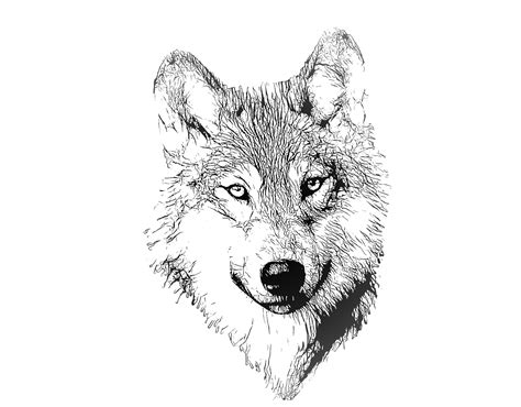 We did not find results for: Wolf Portrait Illustration Drawing Free Stock Photo ...