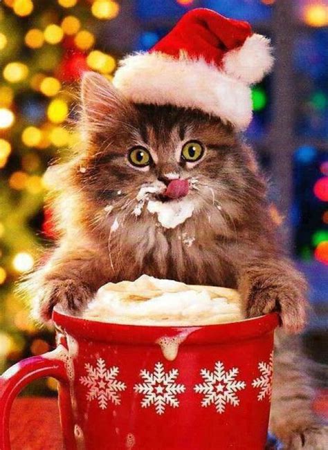 Christmas Kitten 21st December 2015 We Love Cats And Kittens