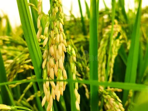 Green And Growing Rice Fields In Asia Stock Photo Image Of