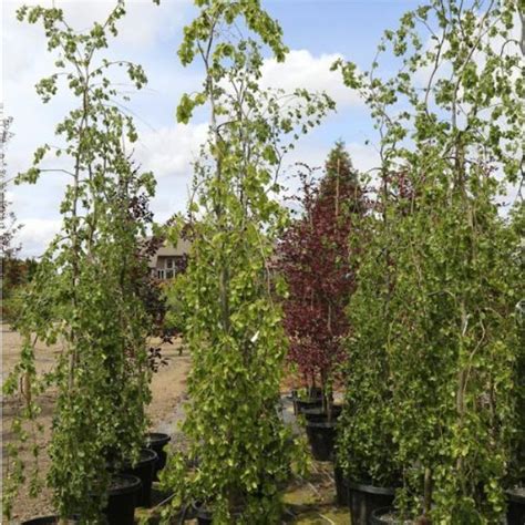 Weeping European Beech Tree For Sale At