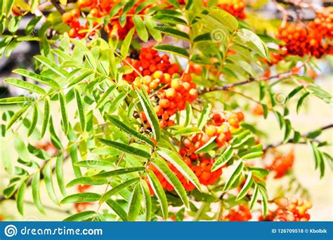 Green Leaves Of A Tree With Berries Rowan Fruit Summer Tree Natural