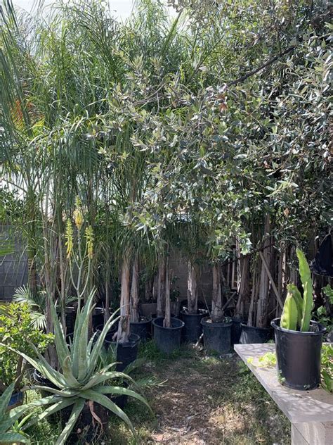 Palm trees for sale for Sale in Ontario, CA - OfferUp