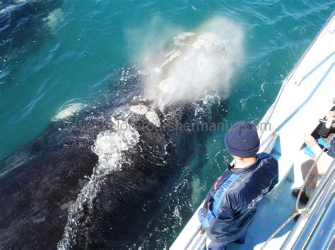 Whale Watching Hermanus Boat Trips Tours Cape Town Xplora