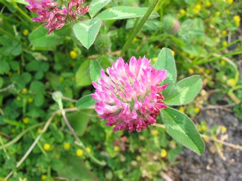 Red Clover Red Clover With Probably Lesser Trefoil In T Flickr