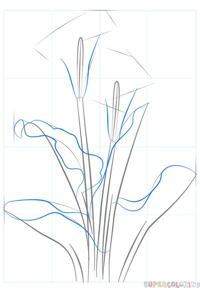 How To Draw A Calla Lily Step By Step Drawing Tutorials