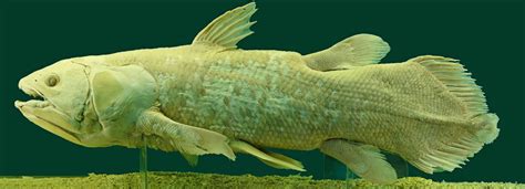 Coelacanth Genome Surfaces Unexpected Insights From A Fish With A 300