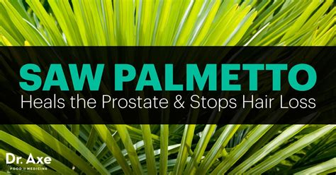 Saw Palmetto Benefits The Prostate And Stops Hair Loss Dr Axe