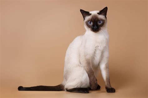 Lynx Point Siamese Cat Guide Petskb