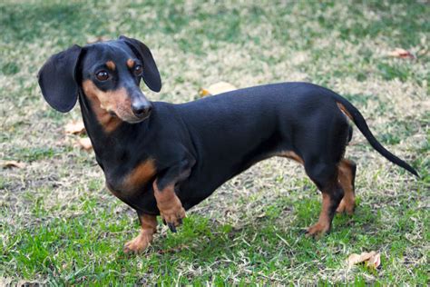 Color Black And Tan Dachshund Pictures Dog Breeds Dachshund Puppies