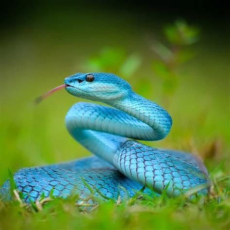 Top 162 Imagenes De Serpientes Venenosas Y Sus Nombres