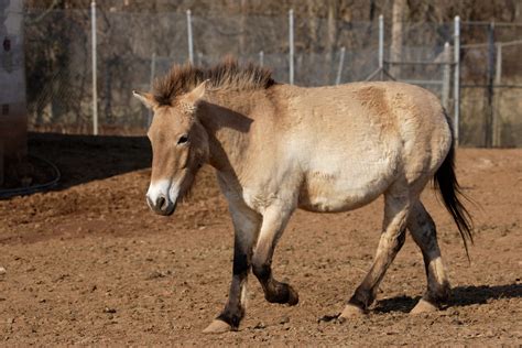 Endangered Przewalskis Horse Dies At Smithsonian Conservation Biology