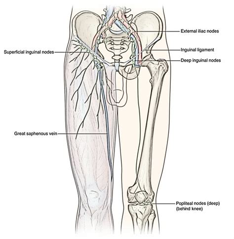 Easy Notes On Lymphatic Drainage Of The Lower Limb