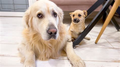 Puppy Confused That Golden Retriever Hates Kisses Youtube