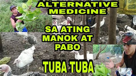 Paano Gamotin Ang Sipon Ng Manok At Pabo Sa Pamamagitan Ng Dahon Ng