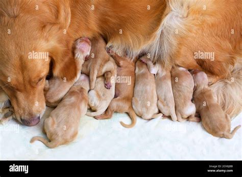 Golden Retriever Puppies Newborn Schlafende Neugeborene Golden