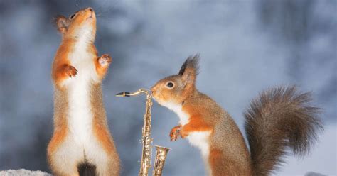 13 Whimsical Photos Of Squirrels Playing Tiny Instruments