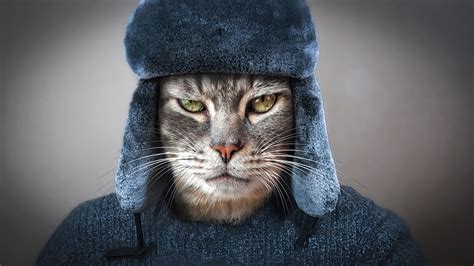 Images Cats Russian Frowning Winter Hat Whiskers Snout Animal