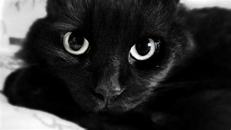 Close Up Portrait Of A Black Cat Id 38179010