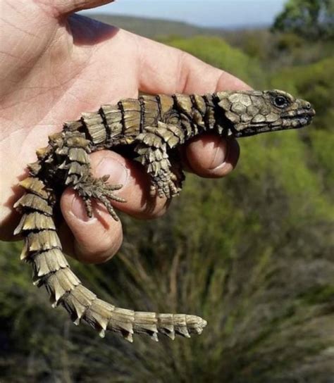The Armadillo Lizard Looks Like A Dragon That Hasnt Grown Wings Yet