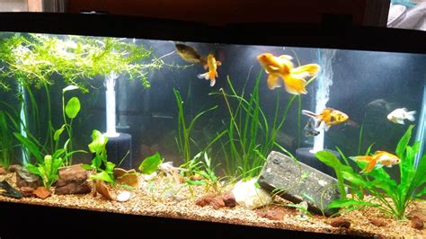Our 55 Gal Goldfish Tank Rplantedtank