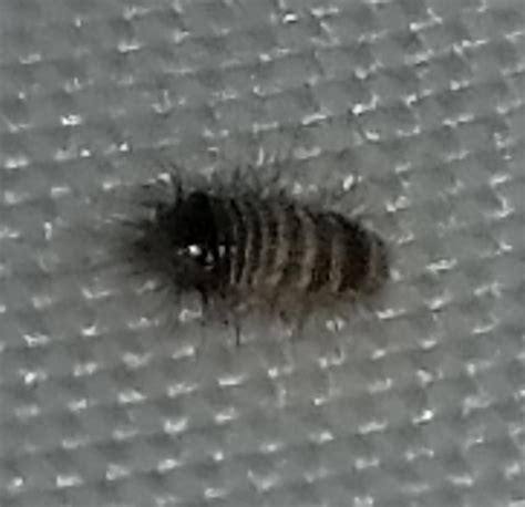 Tiny Bug Zoomed In Found On Bed Sheets What Is This Rwhatsthisbug