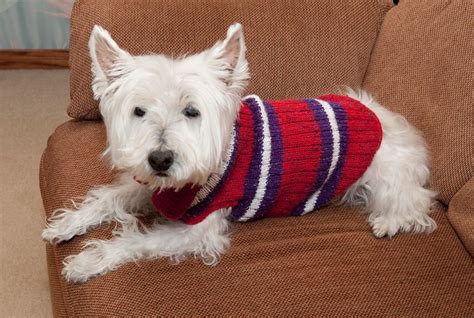 5 Pet Knitting Patterns For Furry Friends