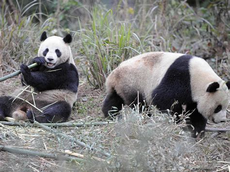 The Ultimate Collection Of 999 Stunning Panda Images In Full 4k