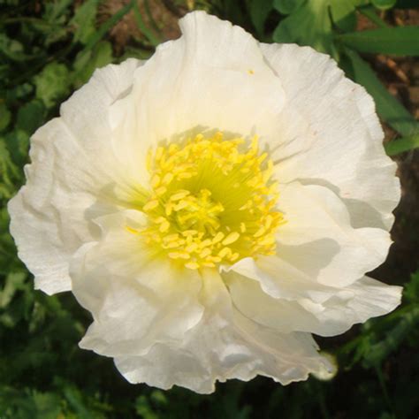 250pcs White Persian Poppy Flower Papaver Somniferum Seeds Garden Decor