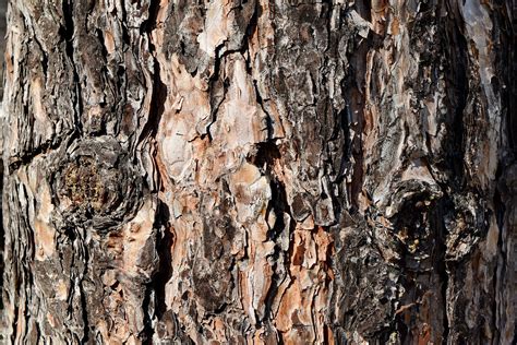 Free Picture Texture Tree Wood Bark Rough Surface Nature Oak