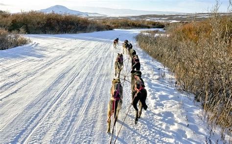 Alaska Snow Drought Cancels Sheep Mountain 150 Sled Dog Race Eye On