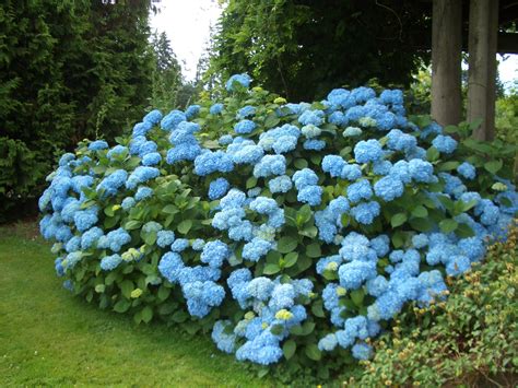 Beautiful Blue Roses Life Is Beautiful