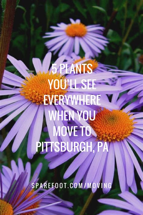 Discover Pittsburghs Native Plants