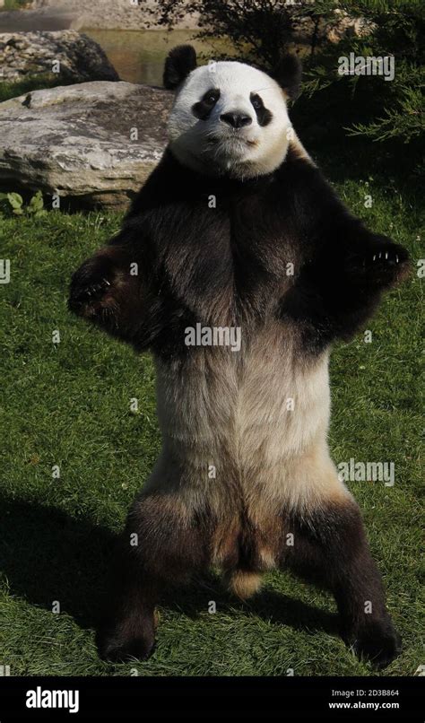 Giant Panda Ailuropoda Melanoleuca Male Standing On Hind Legs Stock