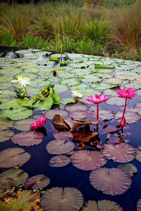 How To Grow Water Lilies Better Homes And Gardens