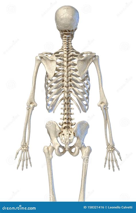 Human Anatomy Bone Skeleton Viewed From The Back Stock Illustration