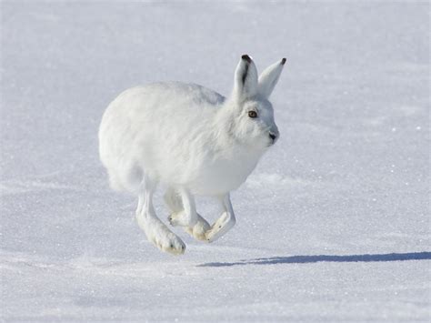 Snowshoe Rabbit Cute Animal Facts And Pictures Animals Lover