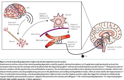 Figure 3 From Migraine Pathophysiology Lessons From Mouse Models And Human Genetics Semantic