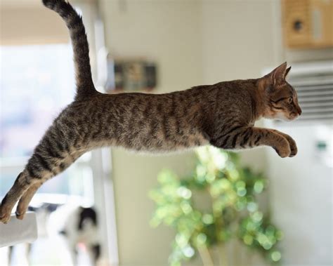 640x960 Resolution Black Tabby Cat Animals Cat Jumping Hd